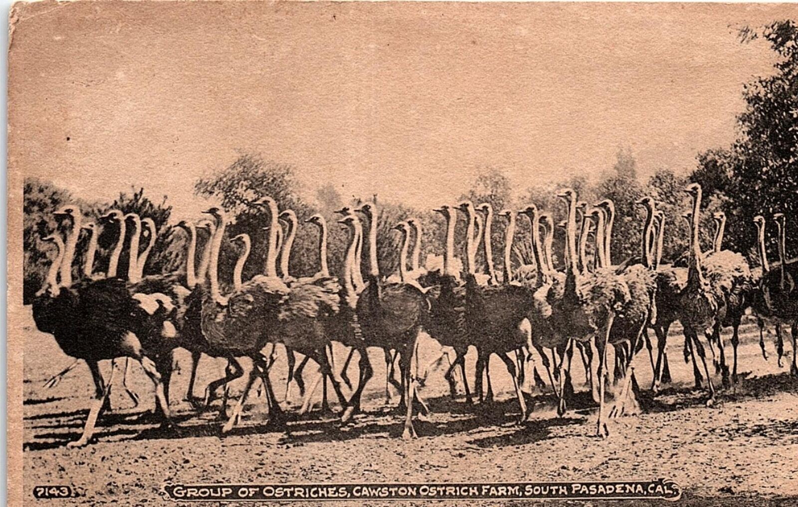 1905 PASADENA CALIFORNIA CAWSTON OSTRICH FARM OSTRICHE UNDIVIDED POSTCARD 41-284