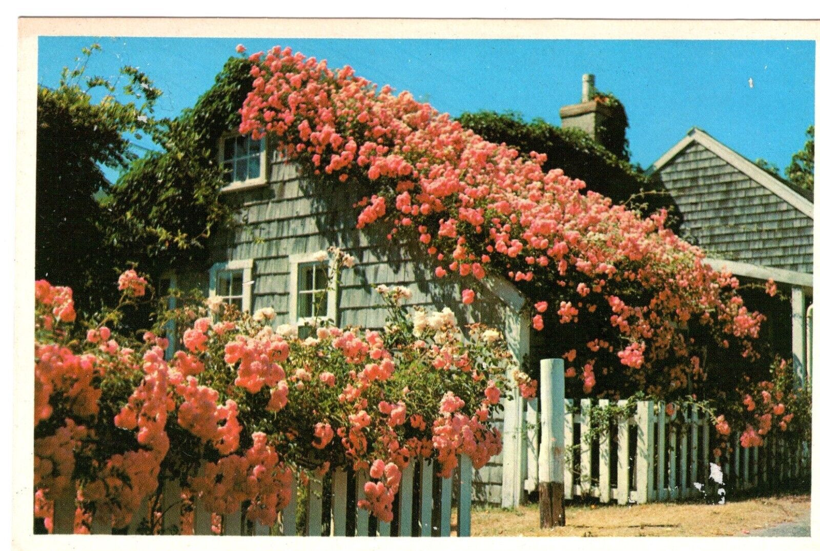 Nantucket Cottage with Roses in full Bloom    PC   C. early 1900\'s  Unposted