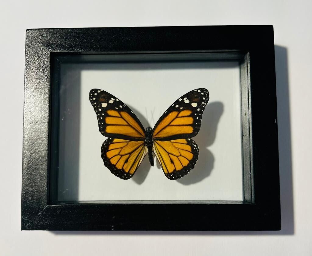 Real Butterfly Monarch in black frame double glass A+ grade specimen