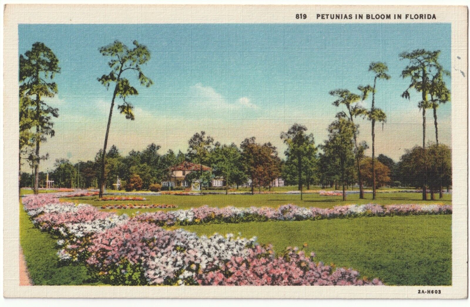 Petunias in Bloom in Florida FL-unposted vintage postcard