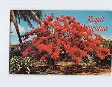 Postcard Royal Poinciana picture