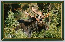 Postcard Bull Moose with Sunlit Palmate Antlers picture