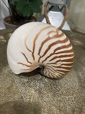 Nautilus Scrobiculatus Repertus Seashell Shell Natural Pattern 6.75” picture