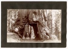 c.1903 YOSEMITE HORSE&WAGON@WAWONA TUNNEL BIG TREE MARIPOSA~ANTIQUE MUNSEY PHOTO picture