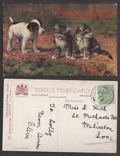 1909 Cat & Dog Postcard – Tuck's When Cats are Kittens Series #9538 picture