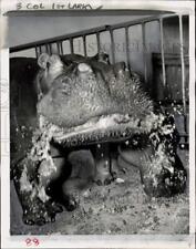 1956 Press Photo Hippopotamus 