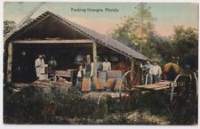 Packing Oranges Florida Vintage Postcard Orange Grove Men Packing Oranges 1912 picture