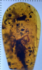 14mm HUGE Rare Scorpion, Arthropod Fossil In Genuine Burmite Amber, 98myo picture