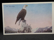 Bald Eagle in Alaska Linen Postcard UNPOSTED (0029) picture