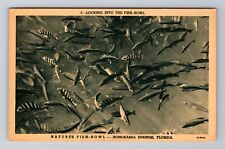 Homosassa Springs FL-Florida, Nature's Fish Bowl, Antique, Vintage Postcard picture