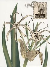 SINGAPORE large POST CARD Singapore Flowers Spider Lily picture