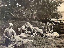 RPPC NETHERLANDS 1935 Postcard - Sheep Shearing - Den Burg - RARE picture
