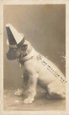 Postcard Dog with Circus Hat and Collar 1906 UDB Rotograph Company Photo picture