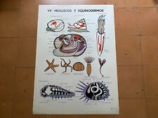 Antique Vintage Educational Poster - Spanish - Molluscs And Echinoderms - Year picture