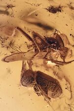 SWARM of 35 GNATS + SPIDER & BEETLE Fossil Genuine BALTIC AMBER + HQ Pic 210525 picture
