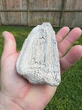 Texas Petrified Live Oak Wood 8x3x1 Agatized Branch Beaumont Formation Fossil picture