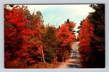 Rushford MN-Minnesota, Pleasant Woodland Trail, Antique, Vintage Postcard picture