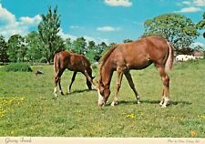 Chrome Horse Postcard   BROWN HORSES GRAZING IN PASTURE     UNPOSTED 6X4 CHROME picture