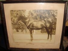Caracalla Undefeated French Race Horse Vintage Framed Photo 1945 - 46  picture