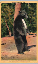 Yosemite National Park Postcard Black Bear Any Sugar Today Linen Card Bear Pits picture