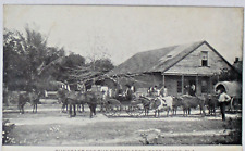 c1910 REAL PHOTO POSTCARD HORSES & WAGONS - START  EVERGLADES  FORT MYERS,FLA. picture
