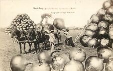 1909 WH Martin Exaggeration RPPC Harvesting Huge Onions Kansas a Profitable Crop picture