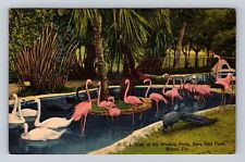 Miami FL-Florida, Wading Pools, Rare Bird Farm, Antique, Vintage c1952 Postcard picture