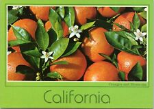 Postcard CA California - Oranges and Blossoms picture