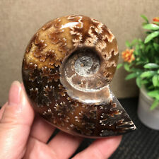 214g  Natural polishing conch specimens of Madagascar  mt1732 picture