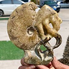 1.13LB Rare Natural Tentacle Ammonite FossilSpecimen Shell Healing Madagascar picture