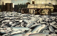Oregon Columbia River Chinook Salmon Cannery 1902 unused vintage postcard picture
