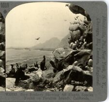 CALIFORNIA, Bird Rookery, Farallon Islands-Keystone Stereoview Rare1200 Set#1068 picture