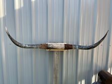 HUGE MOUNTED STEER HORNS 5 feet 1 inch wide LONGHORN POLISHED MOUNT BULL COW picture