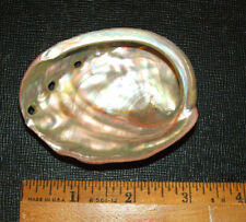 Abalone Sea Shell 3.25