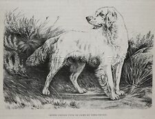 Dog English Setter (Breed Named) at Field Trials, 1880s Antique Print picture