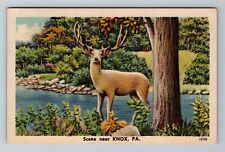 Knox, PA-Pennsylvania, Deer, Scenic View Antique, Vintage Postcard picture