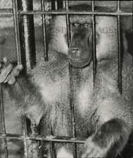 1951 Press Photo Baboon in cage - lra82126 picture