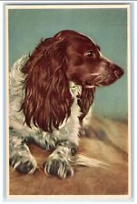 c1930's English Setter Dog Haired Animals Portrait Unposted Vintage Postcard picture