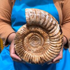 6.86LB TOP Natural Beautiful ammonite fossil conch Crystal specimen heals 1152 picture