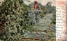 Postcard, A Vineyard in California, Made in Germany picture