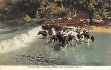 Cattle Scene at Towanda Kansas on the Mississippi Pacific Postcard 5440 picture