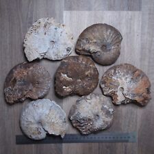 7 Pieces Ammonite Calcite Mineral Fossil Ammonite Late Cretaceous Coniacian picture