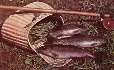 Vintage Postcard 1952 Rainbow Trout From Michigan Fish Trout Fishing Hiawatha picture
