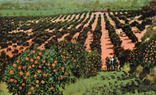 C1910 Orange Grove Farm Work Horse Sierra Hill North California Vintage Postcard picture