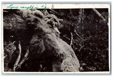Manitoba Canada Postcard RPPC Photo Hunting Lynx Trap The Past 1918 Vintage picture