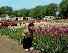 Vintage Chrome Postcard Nelis Tulip Farms Holland Michigan Colorful Flowers picture