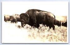RPPC Postcard Buffalo Herd Montana Range 1950s Unposted picture