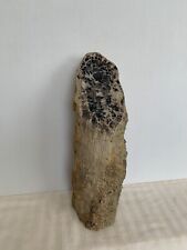 Blue Forest Petrified Wood Limb Cast, Stand Up Display Piece ( Wyoming) picture