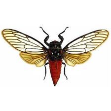 Huechys incarnata red cicada Indonesia mounted wings spread picture