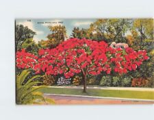 Postcard Royal Poinciana Tree Florida USA picture